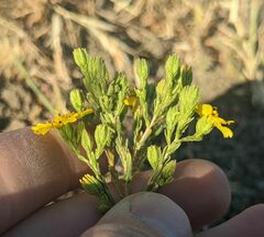 Deinandra pentactis
