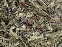 Cladonia gracilis