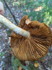 Cortinarius armillatus