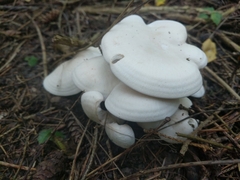 Leucocybe connata