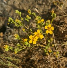 Deinandra pentactis