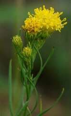 Galatella linosyris