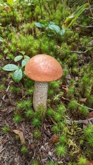 Leccinum versipelle