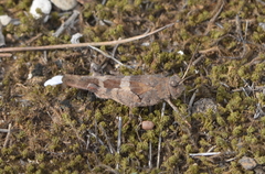 Oedipoda
