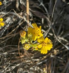 Deinandra pentactis