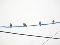 Streptopelia tranquebarica