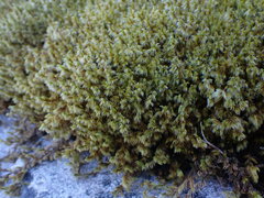 Racomitrium lanuginosum