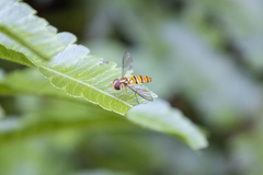 Episyrphus