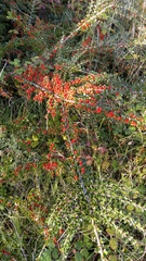 Cotoneaster horizontalis