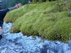 Racomitrium lanuginosum