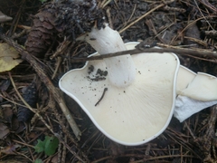 Leucocybe connata