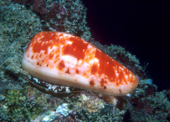 Conus bullatus