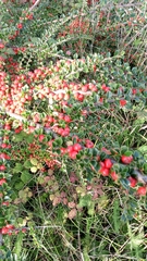 Cotoneaster horizontalis