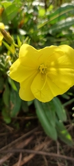 Oenothera stricta