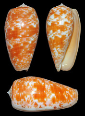 Conus bullatus