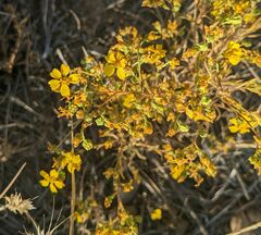 Deinandra pentactis