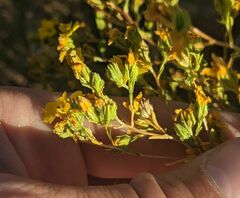 Deinandra pentactis