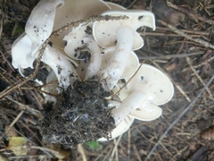 Leucocybe connata
