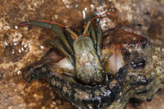 Clibanarius erythropus