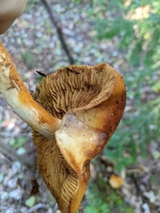 Cortinarius armillatus