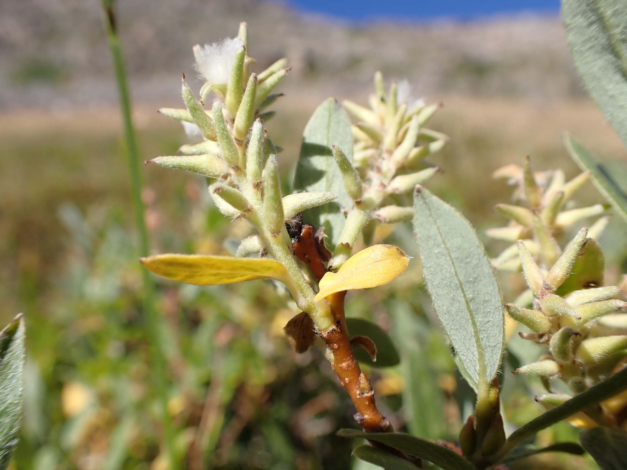 Salix wolfii var. idahoensis