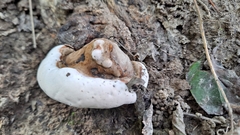 Ganoderma resinaceum