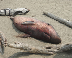 Kogia breviceps