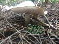 Leucocybe connata