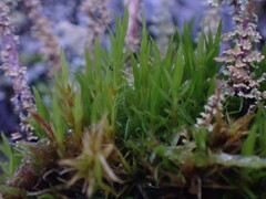 Dicranum howellii