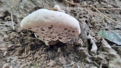 Ganoderma resinaceum