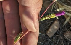 Clarkia