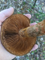 Cortinarius armillatus