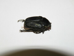 Chlorobapta frontalis