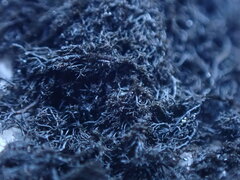 Pseudephebe pubescens