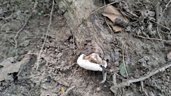 Ganoderma resinaceum