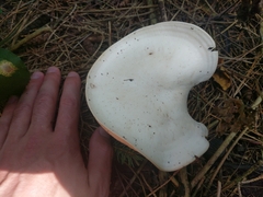 Leucocybe connata