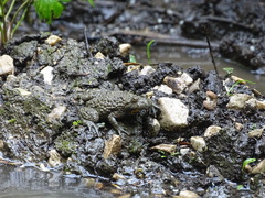 Bombina variegata