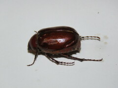 Scarabaeidae