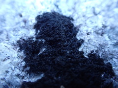 Pseudephebe pubescens