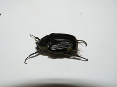 Chlorobapta frontalis