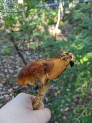 Cortinarius armillatus