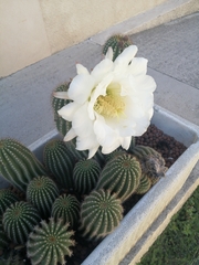 Echinopsis