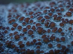 Lecanora cinereofusca