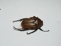 Aphanesthes succinea