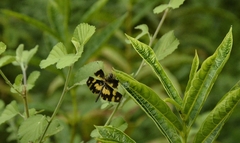 Rhyothemis variegata