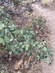 Amelanchier utahensis