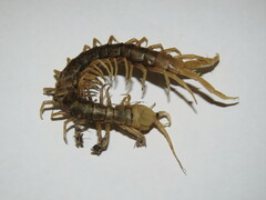 Scolopendra morsitans