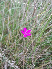 Dianthus deltoides