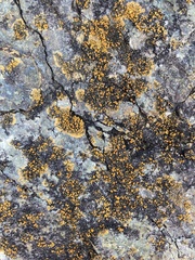 Candelariella