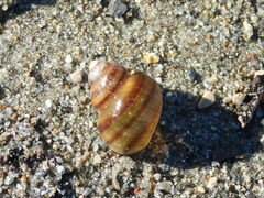 Viviparus ater